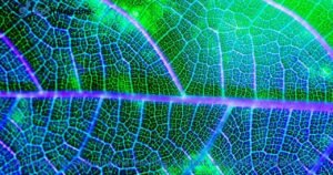 Antarvwsna: Exploring the Meaning, Context, and Emerging Relevance